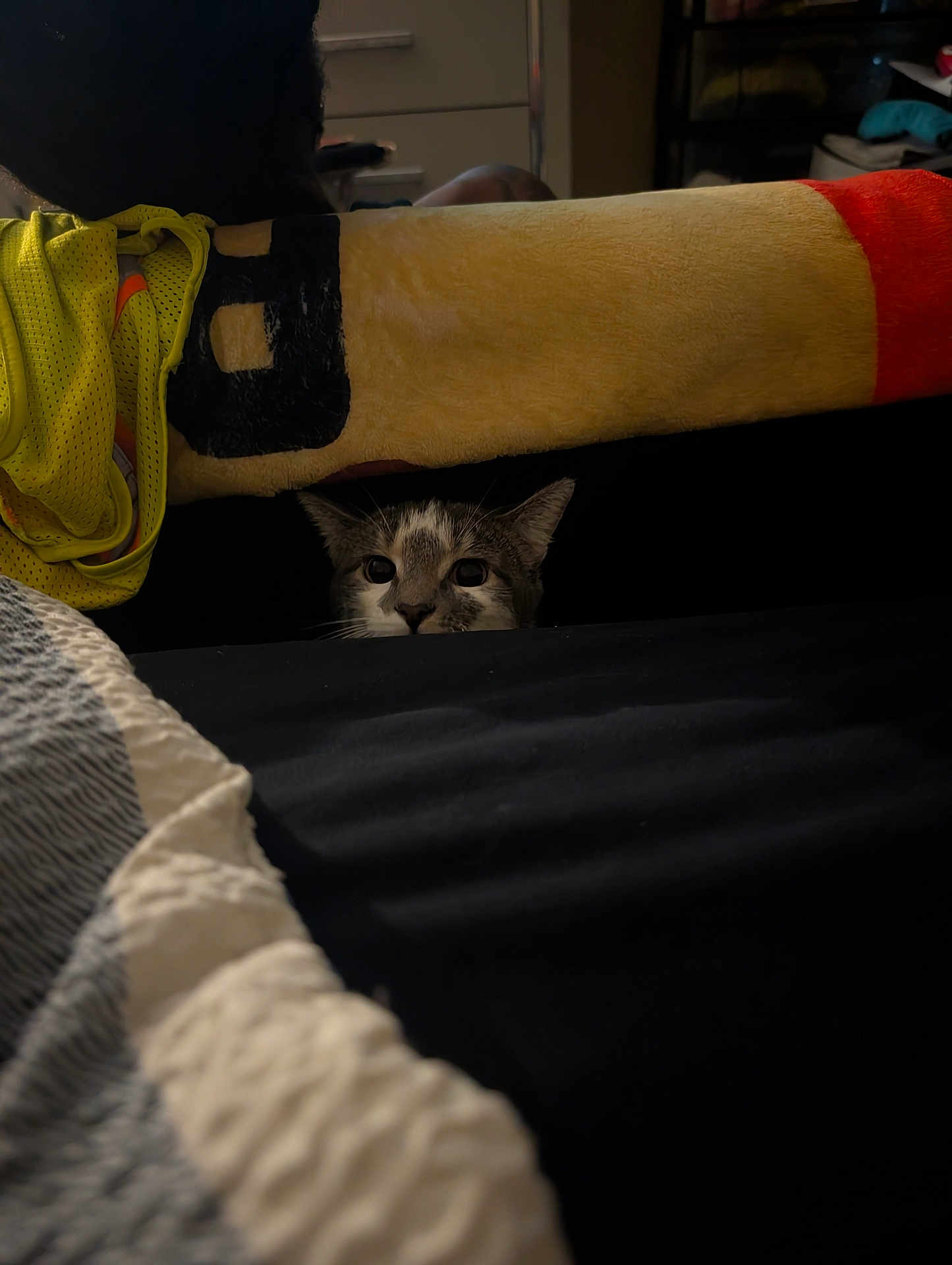 Stormie joined the competition — help win amazing prizes! cat, peeking, curious, indoor, shadow, blanket, fabric, yellow_cloth, bed, cozy, home, furniture, dark, pet, animal, whiskers, ears, eyes, resting, hidden