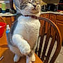 Stormie is registered to the contest to win money with this photo: cat, feline, pet, table, wooden_table, indoor, kitchen, chair, person, fur, collar, paw, whiskers, domestic_animal, animal, mammal, raised_paw, household, furniture, blurred_background