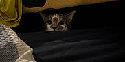 Stormie is registered to the contest to win money with this photo: animal, bed, blanket, cat, cozy, curious, dark, ears, eyes, fabric, furniture, hidden, home, indoor, peeking, pet, resting, shadow, whiskers, yellow_cloth