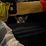 Stormie is registered to the contest to win money with this photo: cat, peeking, curious, indoor, shadow, blanket, fabric, yellow_cloth, bed, cozy, home, furniture, dark, pet, animal, whiskers, ears, eyes, resting, hidden