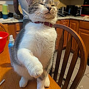 Stormie is registered to the contest to win money with this photo: cabinet, cat, collar, curious, domestic_animal, feline, gray_fur, home, indoor, kitchen, paw, person, pet, red_bowl, spray_bottle, table, tank_top, tile_floor, white_fur, wooden_chair