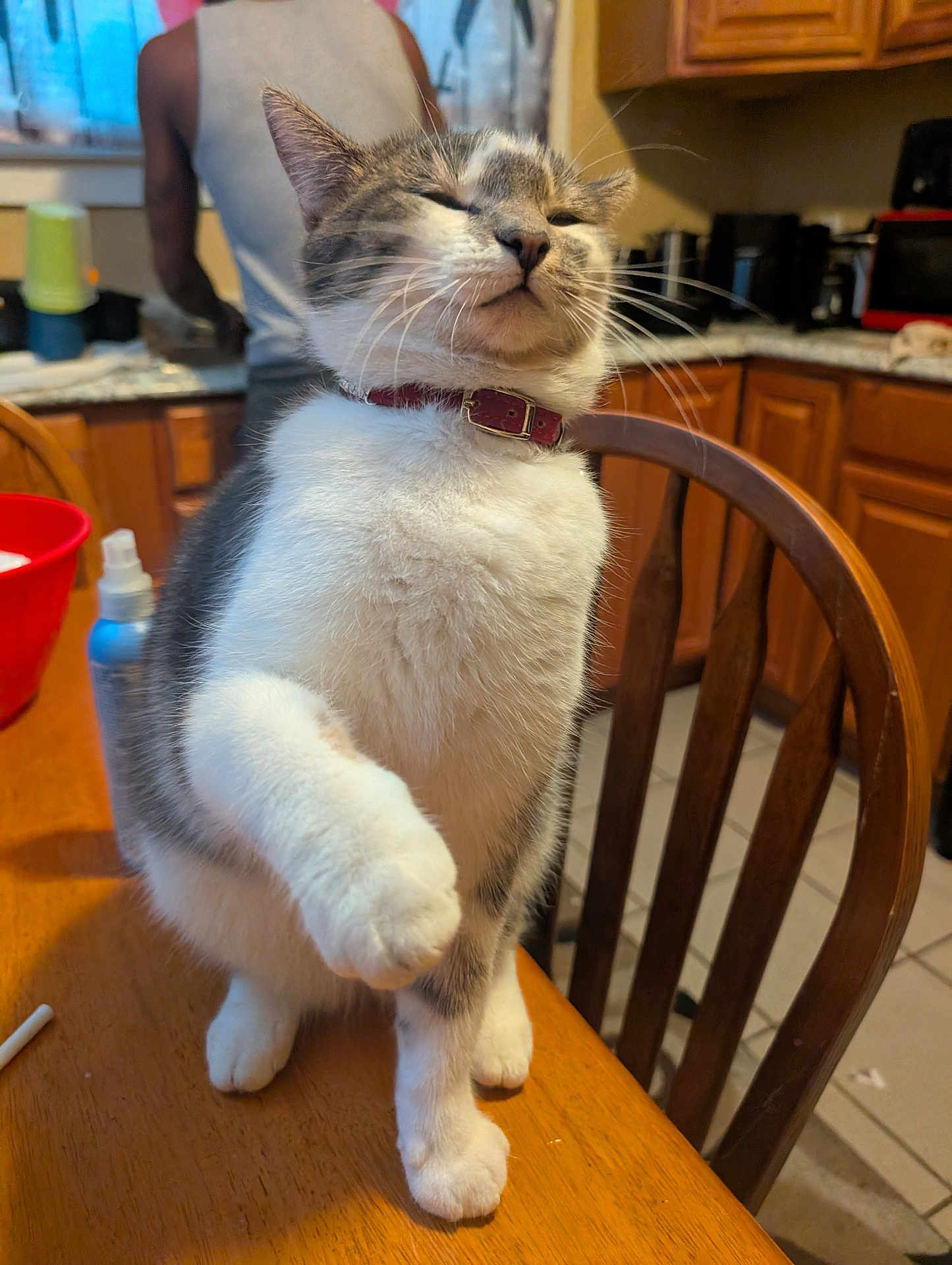 Stormie is registered to the contest to win money with this photo: cabinet, cat, collar, curious, domestic_animal, feline, gray_fur, home, indoor, kitchen, paw, person, pet, red_bowl, spray_bottle, table, tank_top, tile_floor, white_fur, wooden_chair