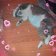 Stormie is registered to the contest to win money with this photo: animal, carpet, cat, cozy, cute, feline, floor, grey_and_white_fur, heart_effects, home, indoor, paw, pet, pink_glow, relaxed, resting, sleeping, soft_lighting, sparkles, wooden_floor