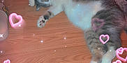 Stormie is registered to the contest to win money with this photo: animal, carpet, cat, cozy, cute, feline, floor, grey_and_white_fur, heart_effects, home, indoor, paw, pet, pink_glow, relaxed, resting, sleeping, soft_lighting, sparkles, wooden_floor