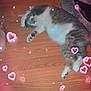 Stormie is registered to the contest to win money with this photo: animal, carpet, cat, cozy, cute, feline, floor, grey_and_white_fur, heart_effects, home, indoor, paw, pet, pink_glow, relaxed, resting, sleeping, soft_lighting, sparkles, wooden_floor