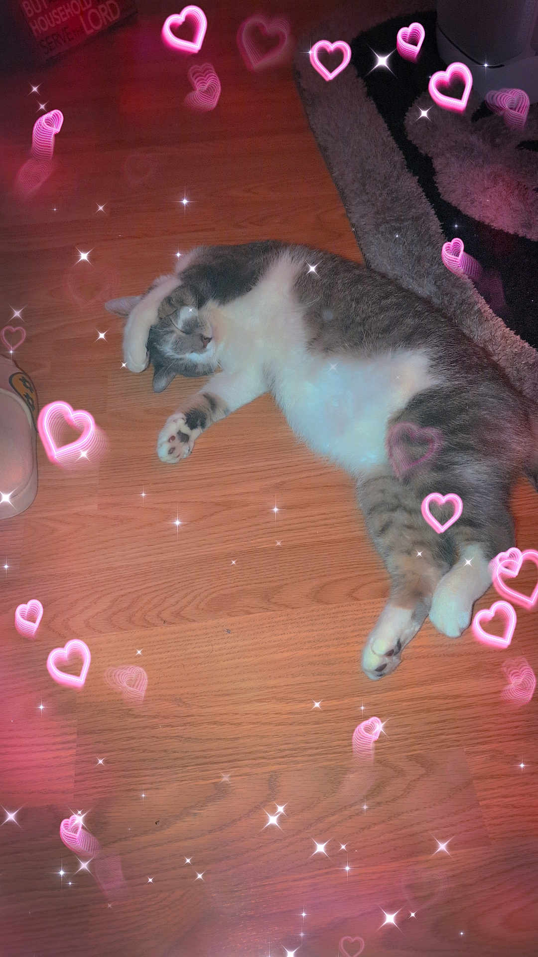 Stormie is registered to the contest to win money with this photo: animal, carpet, cat, cozy, cute, feline, floor, grey_and_white_fur, heart_effects, home, indoor, paw, pet, pink_glow, relaxed, resting, sleeping, soft_lighting, sparkles, wooden_floor