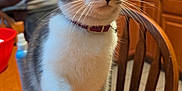 Stormie joined the competition — help win amazing prizes! cat, kitten, paw, collar, table, wooden_table, chair, kitchen, person, tattoo, cabinet, indoor, pet, animal, fur, whiskers, domestic_cat, curious, feline, home