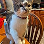 cat, kitten, paw, collar, table, wooden_table, chair, kitchen, person, tattoo, cabinet, indoor, pet, animal, fur, whiskers, domestic_cat, curious, feline, home