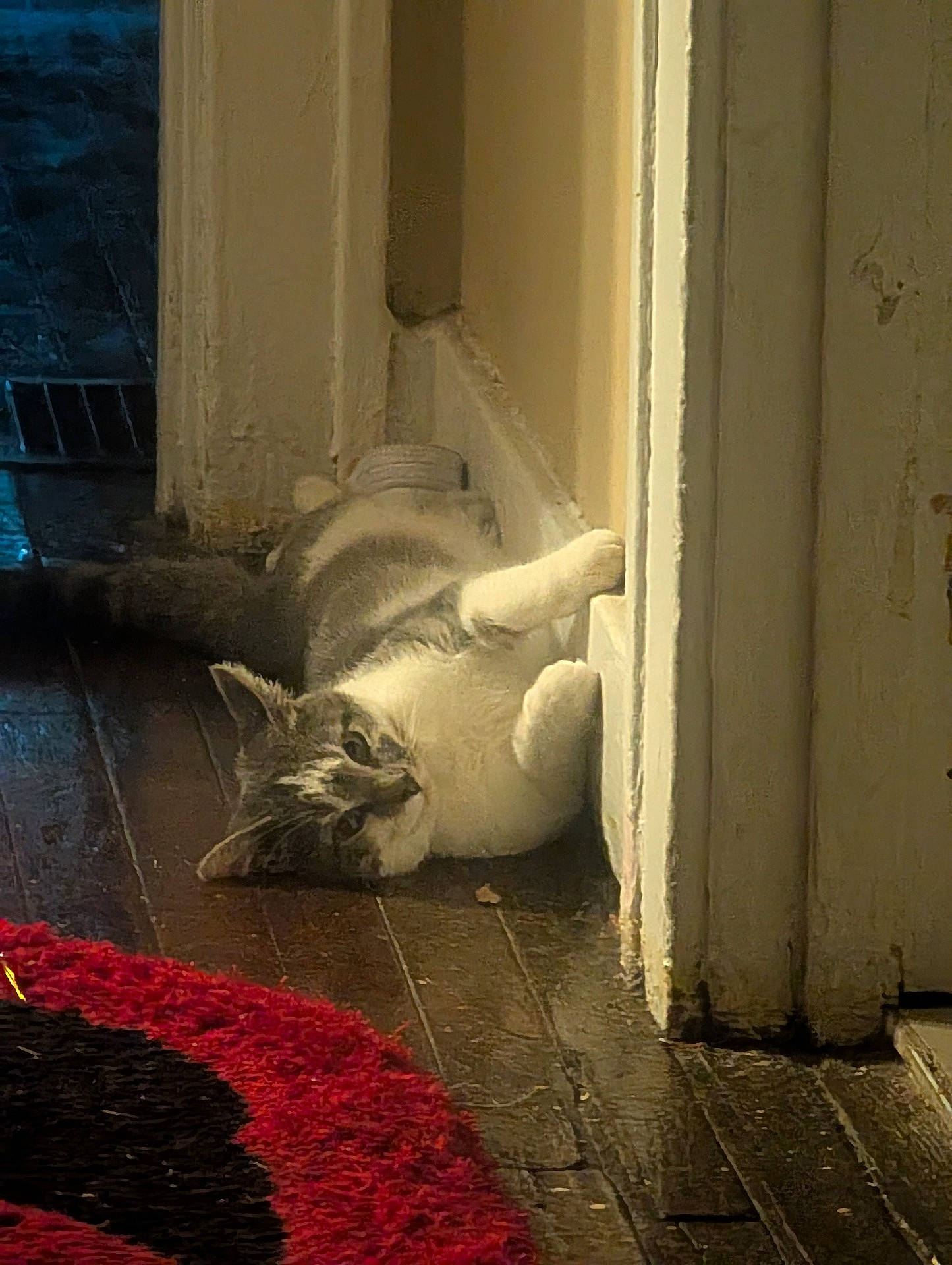 animal, black_rug, cat, corner, cozy, curious, domestic, feline, fur, home, indoor, paws, pet, red_rug, relaxed, resting, stretching, wall, whiskers, wooden_floor