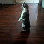 animal, bucket, cat, cleaning_supplies, collar, curious, domestic, doorway, feline, gray_and_white, home, indoor, mop, pet, quiet, shadow, side_view, standing, tile_floor, wooden_floor