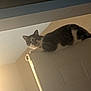 alert, animal, cat, ceiling, curious, domestic, door, feline, gray, home, indoor, light, perched, pet, quiet, resting, shadow, still, wall, white