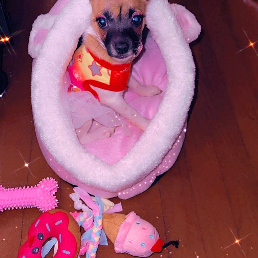 Princess is registered to the contest to win money with this photo: animal, bed, colorful, costume, crown, cute, dog, fabric, floor, indoor, pet, pink, playful, plush, puppy, small, sparkle, tiara, toy, wood
