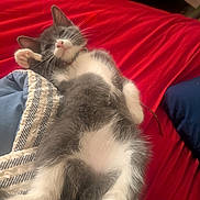 Gizmo is registered to the contest to win money with this photo: animal, bed, blanket, cat, comfortable, cozy, cute, domestic_animal, feline, fur, gray_cat, indoor, lying_down, paw, pet, relaxed, resting, sleepy, whiskers, white_cat