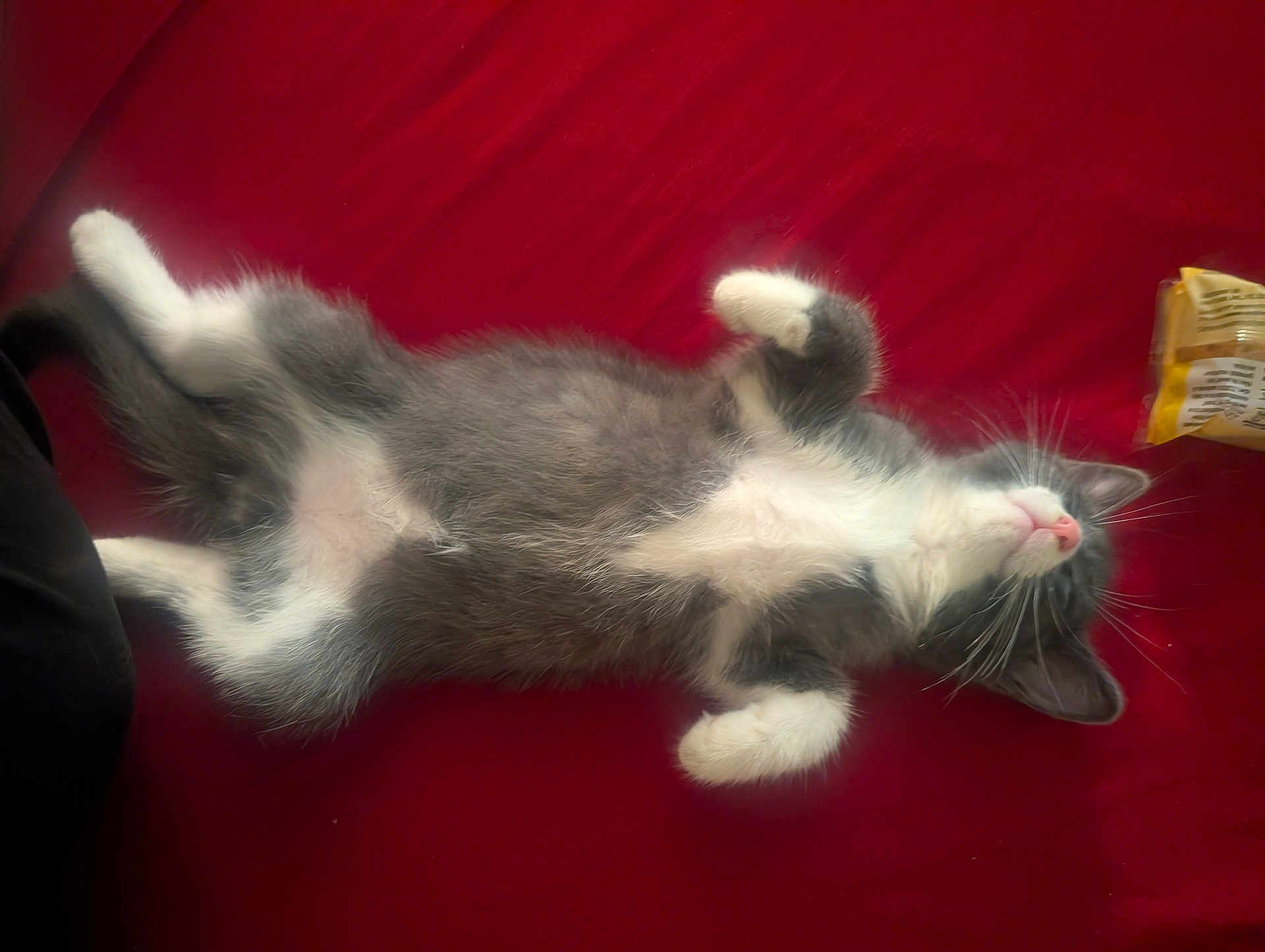 Gizmo