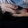 Gizmo is registered to the contest to win money with this photo: cat, sleeping, paws, blanket, striped_blanket, black_and_white, fur, cozy, resting, indoor, pet, cute, animal, relaxed, soft, closeup, covered, nap, feline, comfort