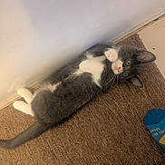 Gizmo joined the competition — help win amazing prizes! kitten, cat, gray_cat, white_paws, carpet, indoor, wall, pet, cute, playful, fur, whiskers, tail, floor, domestic_animal, resting, looking_up, animal, young_cat, cozy