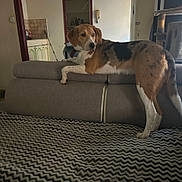 Ruby a rejoint le concours — aidez-le/la à gagner de superbes lots ! dog, couch, living_room, furniture, indoor, pet, brown, white, black, spotted, canine, relaxing, carpet, patterned_carpet, door, kitchen, cabinet, wall, telephone, mop