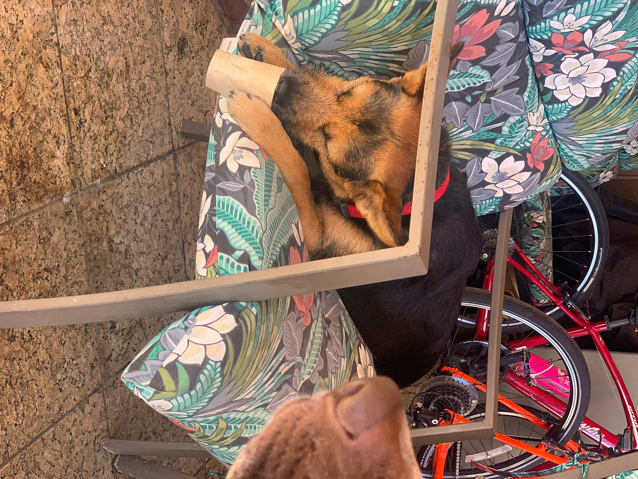 Roxie joined the competition — help win amazing prizes! art, bag, bicycle_wheel, electrical_wiring, facade, fashion_accessory, fawn, fur, graffiti, hat, headgear, human_leg, motor_vehicle, mural, pattern, tire, toy, visual_arts, wheel, wood