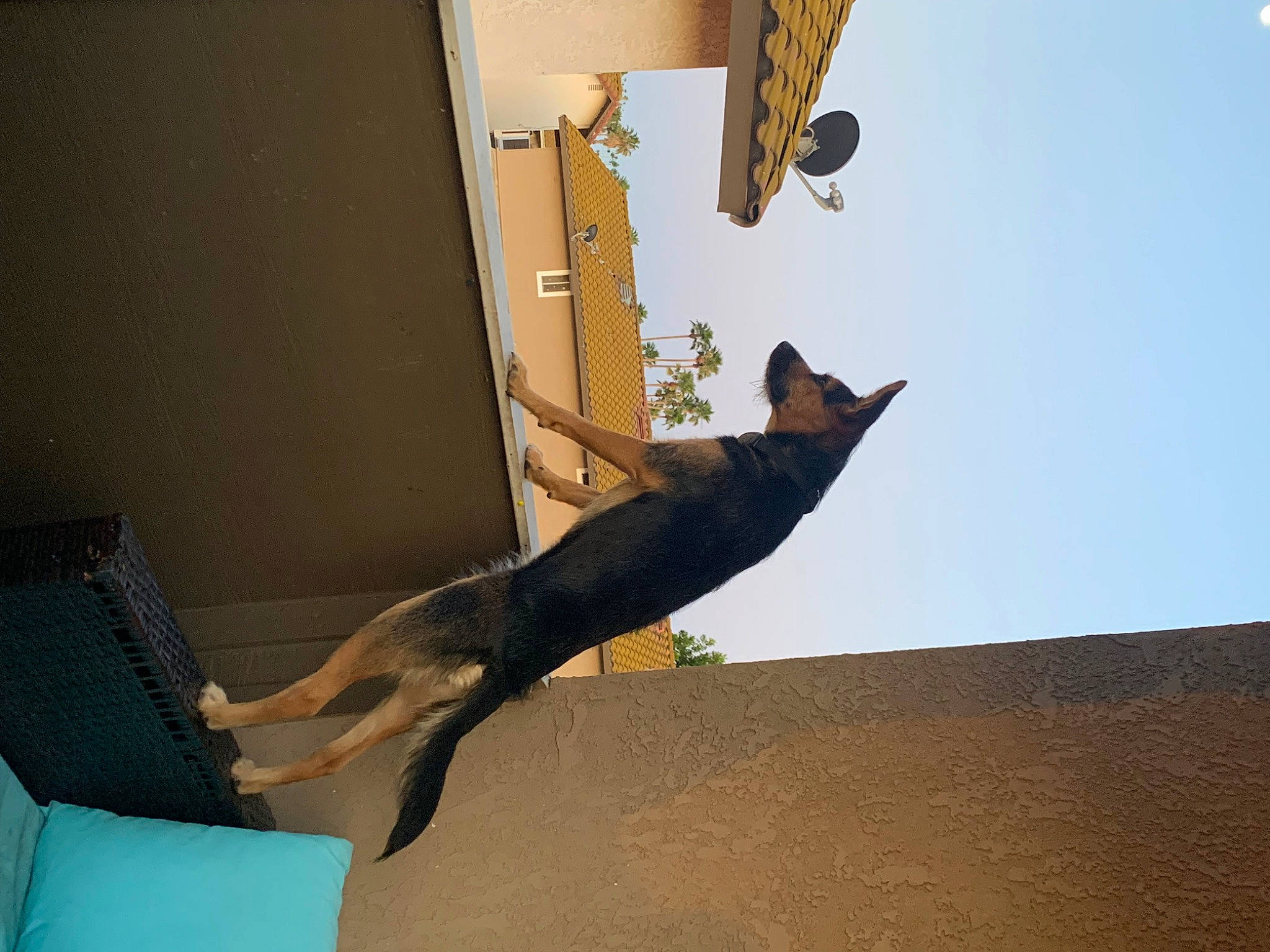 Roxie joined the competition — help win amazing prizes! art, building, carnivore, cat, fawn, felidae, hardwood, metal, room, sculpture, shadow, sky, small_to_medium_sized_cats, tail, tints_and_shades, visual_arts, window, wing, wood