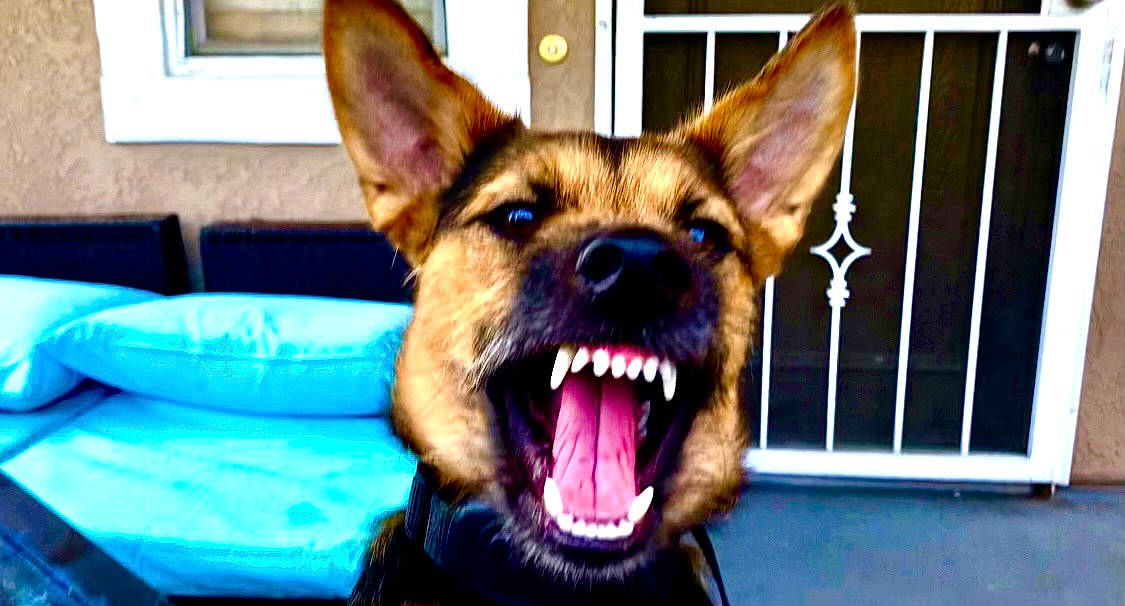 Roxie joined the competition — help win amazing prizes! canidae, carnivore, collar, companion_dog, dog, dog_breed, dog_supply, ear, east_european_shepherd, fang, fawn, fur, guard_dog, jaw, liver, snout, sporting_group, whiskers, window, working_dog