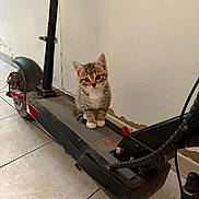 Arlo participe au concours pour gagner de l'argent avec cette photo : kitten, cat, electric_scooter, indoor, floor, tile_floor, wall, pet, animal, small, cute, tabby, sitting, curious, young, domestic_cat, household, vehicle, black, closeup