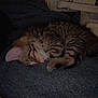 Arlo a rejoint le concours — aidez-le/la à gagner de superbes lots ! kitten, sleeping, cat, striped, fur, cozy, blanket, indoor, resting, cute, pet, animal, soft, comfort, warm, small, domestic, feline, peaceful, quiet