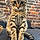 Arlo