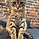 Arlo