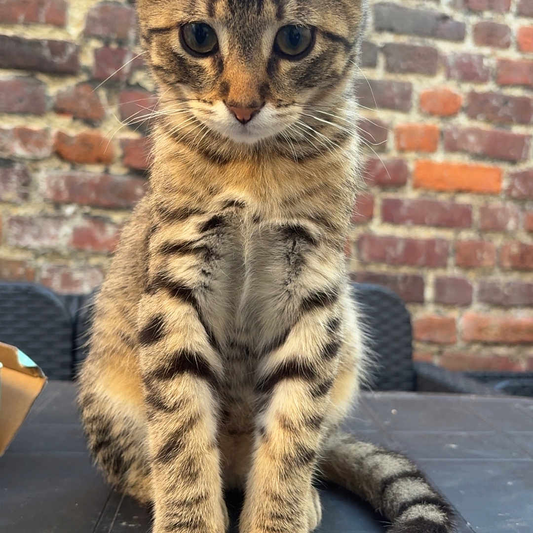 Arlo participe au concours pour gagner de l'argent avec cette photo : animal, brick_wall, cat, closeup, curious, cute, domestic_animal, ears, feline, fur, kitten, outdoor, pet, sitting, striped_fur, tabby, table, tail, whiskers, young