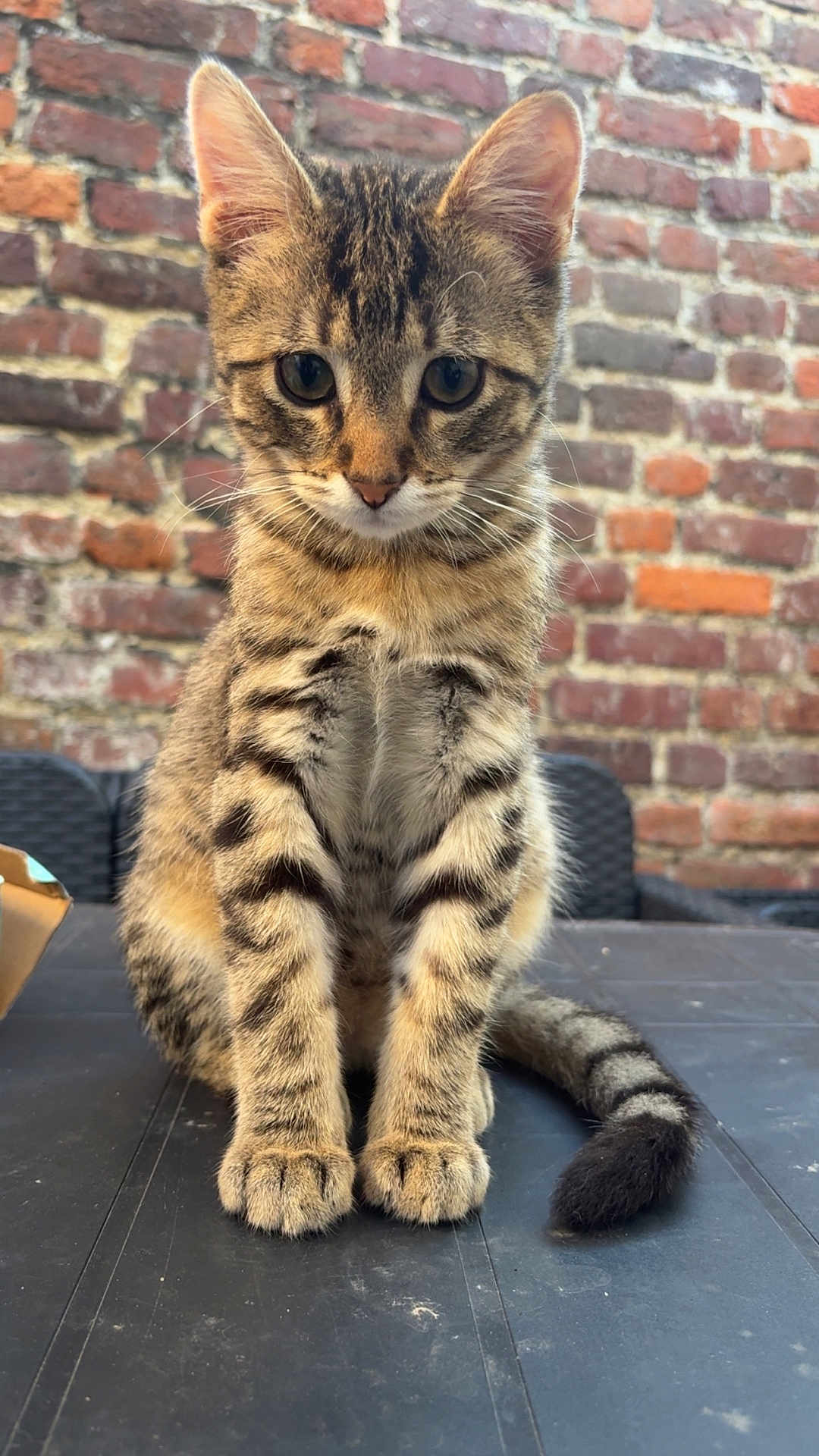 Arlo participe au concours pour gagner de l'argent avec cette photo : cat, kitten, tabby, striped_fur, sitting, curious, animal, pet, whiskers, ears, tail, outdoor, brick_wall, table, feline, cute, young, domestic_animal, fur, closeup