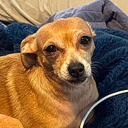 Molly And Haley joined the competition — help win amazing prizes! dog, small_dog, tan_dog, pet, canine, fur, blanket, cozy, indoor, resting, cute, animal, portrait, closeup, companion, domestic_animal, sleeping_area, relaxing, furry, face