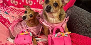 Molly And Haley is registered to the contest to win money with this photo: dog, small_dog, pink_outfit, hello_kitty, pink_blanket, plush_purse, couch, indoor, pet, cute, accessory, animal, fur, ears, sitting, looking_up, decor, cozy, home, toy