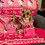 dog, small_dog, pink_outfit, hello_kitty, pink_blanket, plush_purse, couch, indoor, pet, cute, accessory, animal, fur, ears, sitting, looking_up, decor, cozy, home, toy