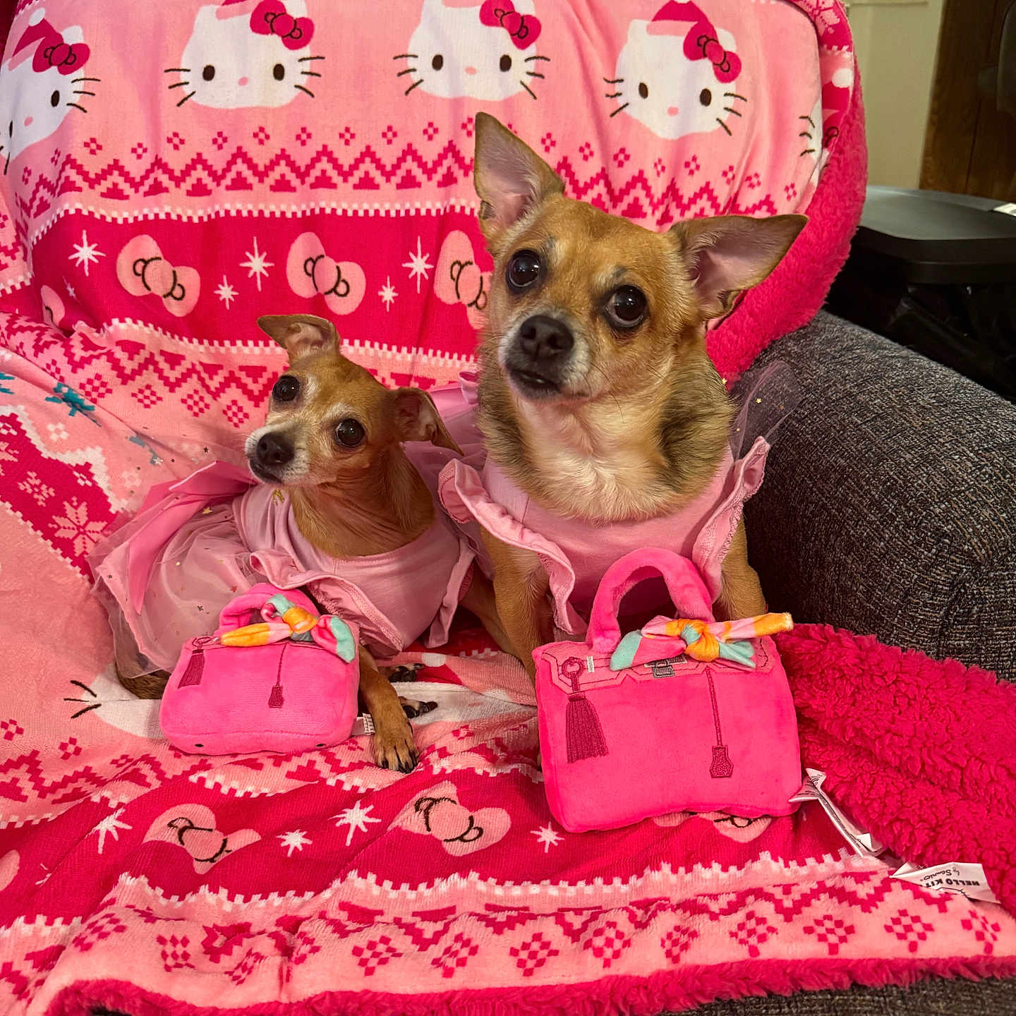 Molly And Haley is registered to the contest to win money with this photo: accessory, animal, couch, cozy, cute, decor, dog, ears, fur, hello_kitty, home, indoor, looking_up, pet, pink_blanket, pink_outfit, plush_purse, sitting, small_dog, toy