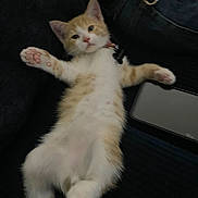 Lorenzo Espinoza is registered to the contest to win money with this photo: kitten, cat, orange_and_white, fur, paw, collar, tag, lying_down, relaxed, cute, pet, animal, indoor, feline, whiskers, tail, young, domestic, soft, resting