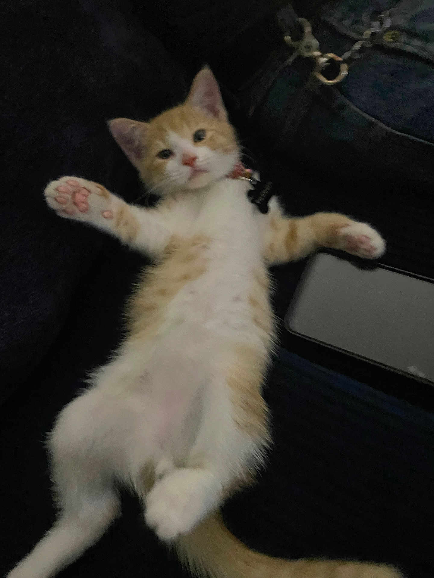 Lorenzo Espinoza is registered to the contest to win money with this photo: kitten, cat, orange_and_white, fur, paw, collar, tag, lying_down, relaxed, cute, pet, animal, indoor, feline, whiskers, tail, young, domestic, soft, resting