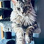 Kira participe au concours pour gagner de l'argent avec cette photo : cat, fluffy, long_hair, pet, indoor, cat_tree, feline, resting, relaxed, domestic_cat, fur, whiskers, paw, animal, cute, mammal, portrait, eyes, ears, soft_light