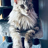 Kira a rejoint le concours — aidez-le/la à gagner de superbes lots ! cat, long_hair, fluffy, pet, indoor, cat_tree, relaxed, feline, animal, soft_fur, ears, whiskers, paws, gray, white, portrait, close_up, resting, comfortable, cozy