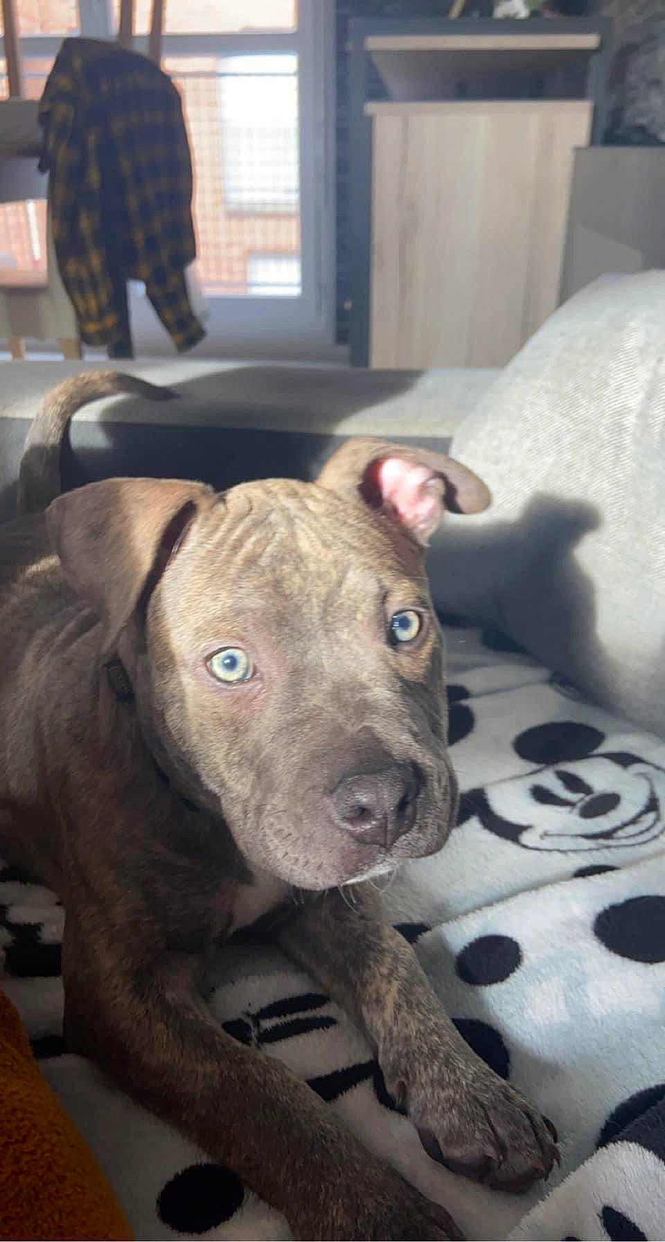 Thalïa participe au concours pour gagner de l'argent avec cette photo : canidae, carnivore, collar, comfort, companion_dog, dog, dog_breed, fawn, fur, guard_dog, molosser, non_sporting_group, sporting_group, terrestrial_animal, whiskers, working_animal