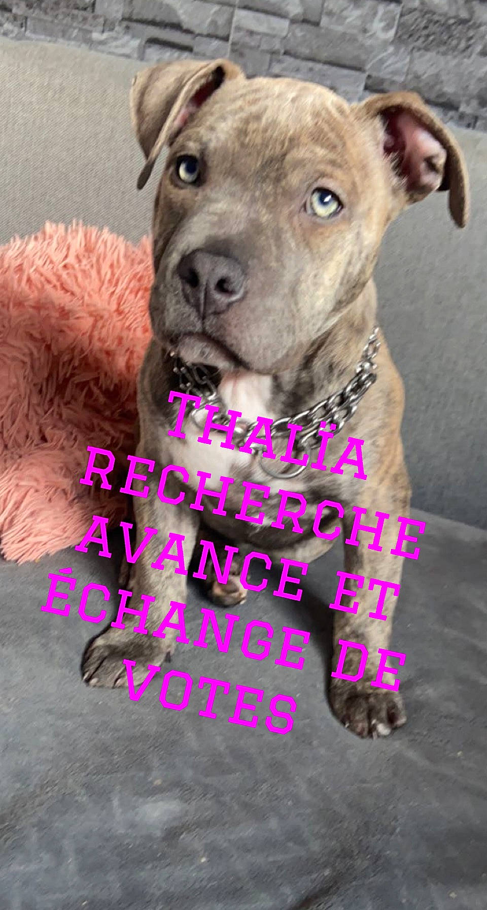 Thalïa participe au concours pour gagner de l'argent avec cette photo : belt, canidae, carnivore, collar, companion_dog, dog, dog_breed, dog_collar, dog_supply, fashion_accessory, fawn, leash, liver, magenta, pet_supply, pink, snout, sporting_group, vertebrate, working_animal