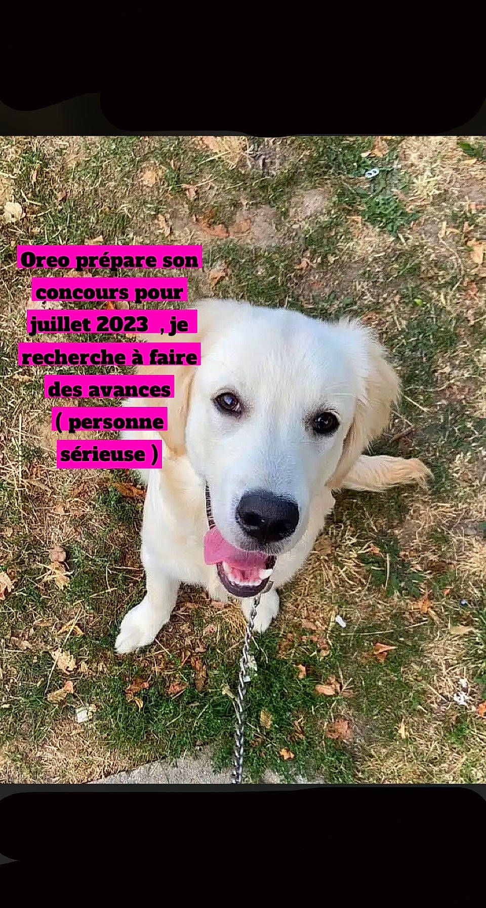 Oreo participe au concours pour gagner de l'argent avec cette photo : canidae, carnivore, collar, companion_dog, dog, dog_breed, font, fur, grass, happy, people_in_nature, photo_caption, plant, snout, soil, sporting_group, tail, whiskers, working_animal, working_dog