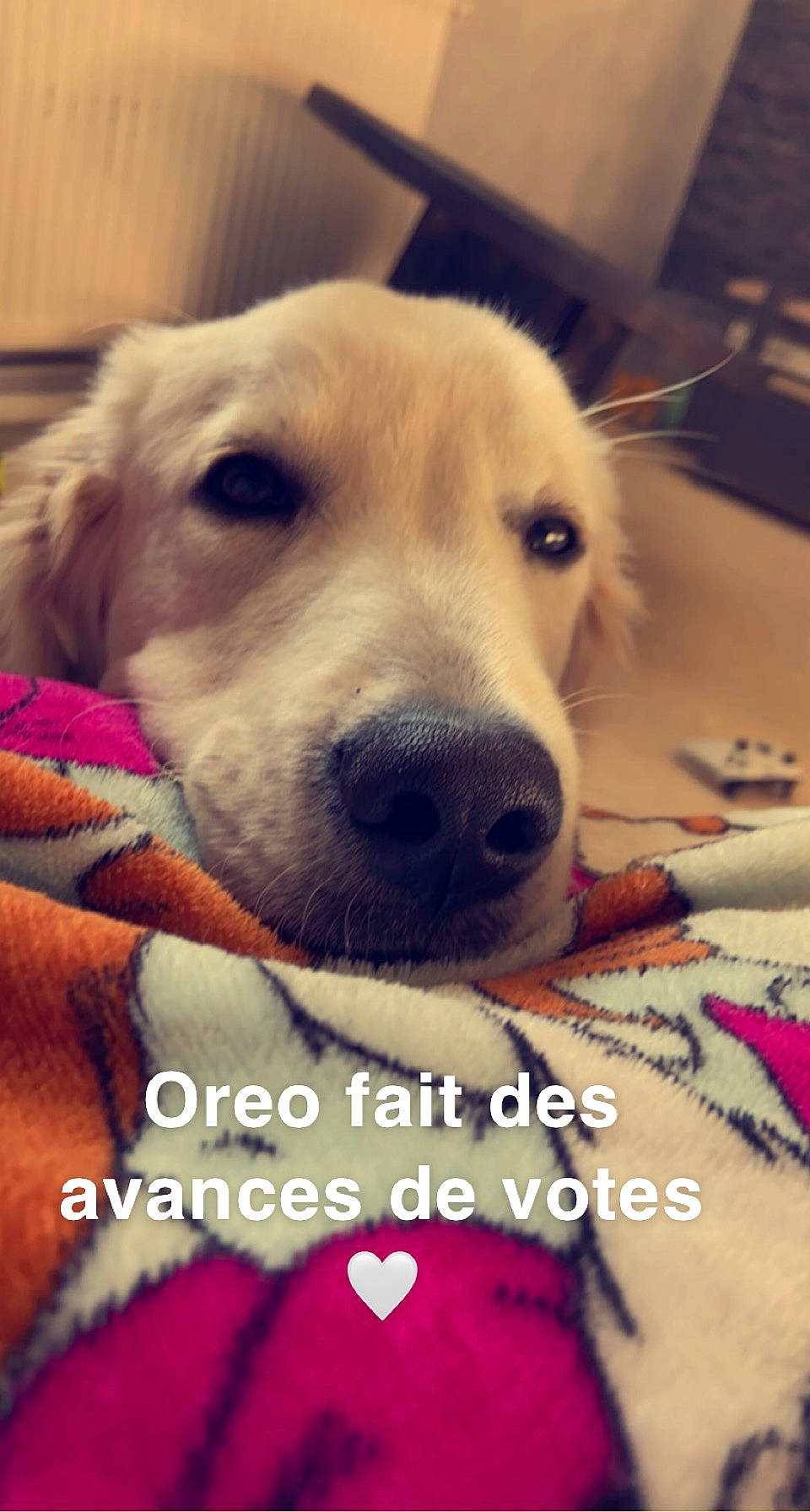 Oreo a rejoint le concours — aidez-le/la à gagner de superbes lots ! canidae, carnivore, cloud, companion_dog, dog, dog_breed, ear, fawn, fur, happy, morning, photo_caption, selfie, sky, smile, snout, sporting_group, square, whiskers, working_animal