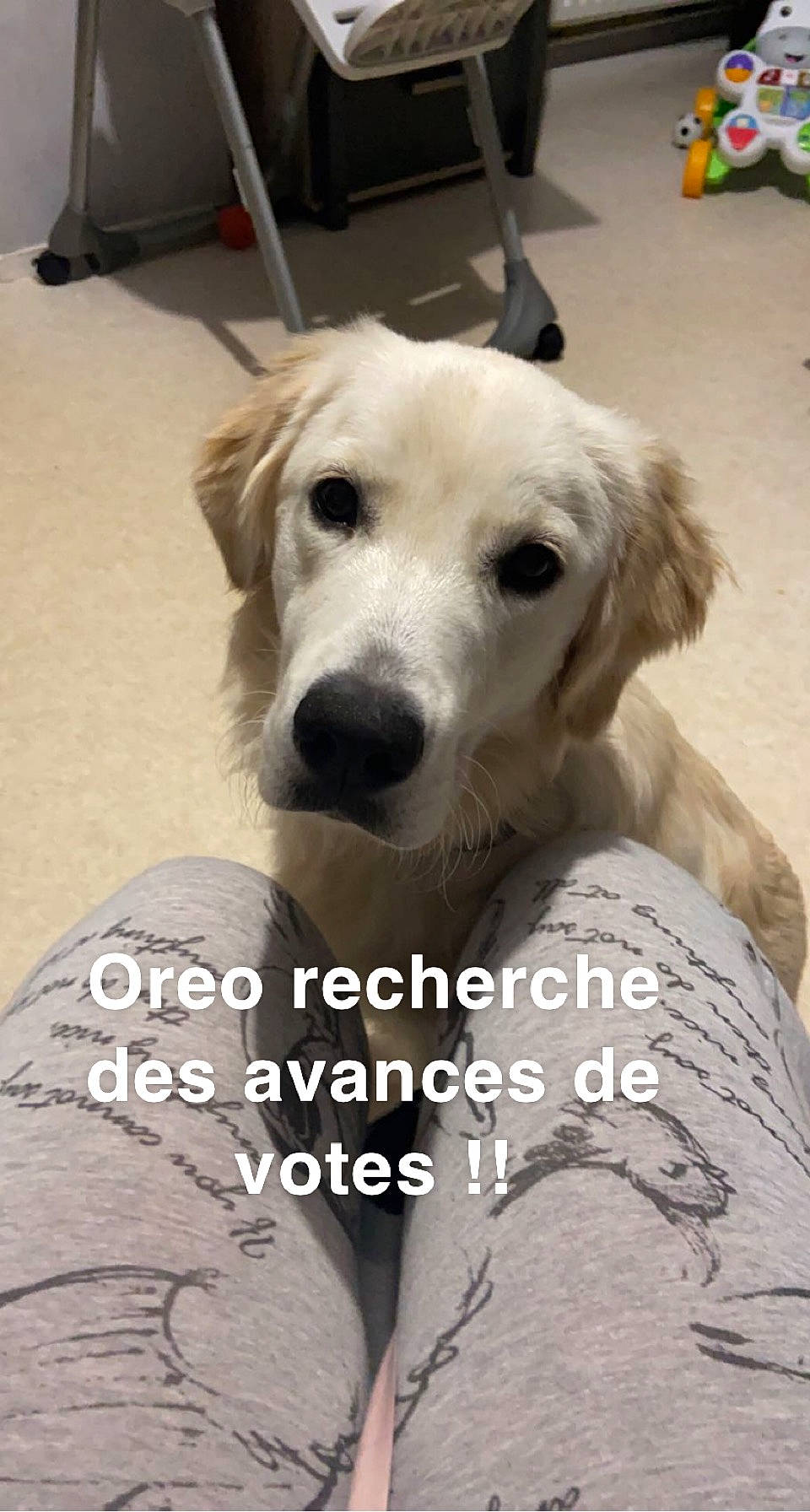 Oreo participe au concours pour gagner de l'argent avec cette photo : canidae, carnivore, chair, companion_dog, dog, dog_breed, fawn, floor, flooring, fur, happy, luggage_and_bags, photo_caption, plant, snout, sporting_group, whiskers, wood, working_animal