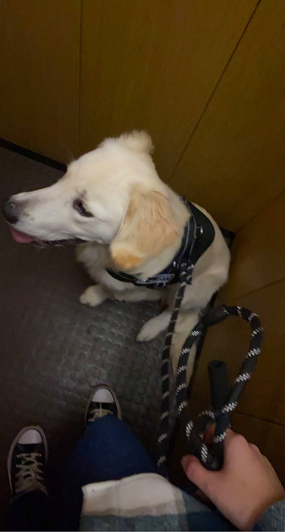 Oreo a rejoint le concours — aidez-le/la à gagner de superbes lots ! ball, canidae, carnivore, chair, companion_dog, dog, dog_breed, dog_supply, fashion_accessory, flooring, foot, fur, human_leg, jewellery, personal_protective_equipment, snout, sporting_group, strap, tail, whiskers