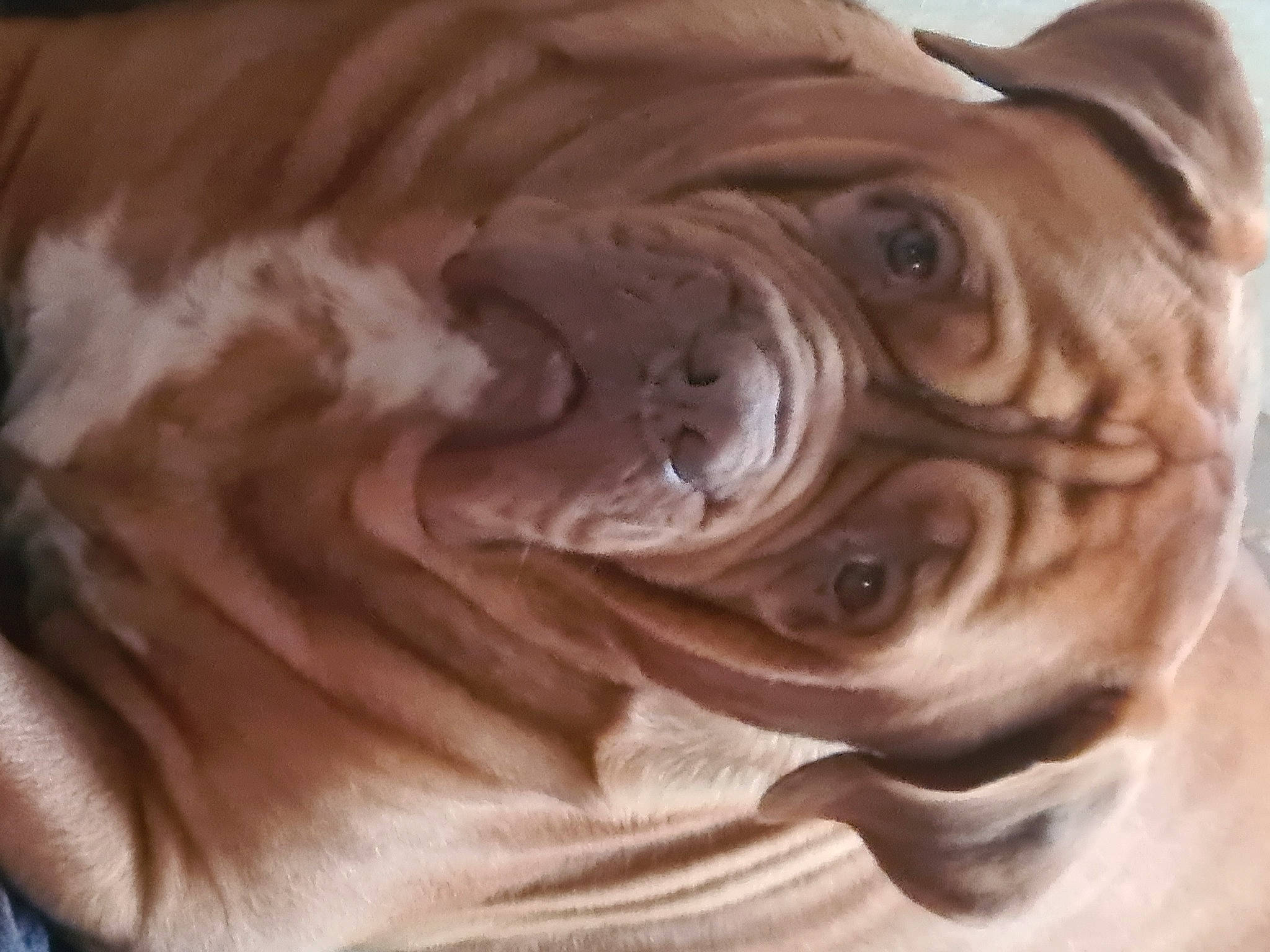 Boycie is registered to the contest to win money with this photo: art, carnivore, carving, chocolate, companion_dog, dessert, dog, dog_breed, fawn, ingredient, linens, liver, snout, terrestrial_animal, toy_dog, visual_arts, wood, working_animal, wrinkle