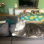 Mami participe au concours pour gagner de l'argent avec cette photo : animal, cat, couch, cozy, curious, decor, domestic, feline, furniture, gray_cat, home, indoor, living_room, pet, relaxing, sitting, table, tablecloth, television, white_cat