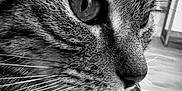 Poupette participe au concours pour gagner de l'argent avec cette photo : animal, black_and_white, cat, close_up, curious, detailed, domestic_cat, eye, face, feline, fur, indoor, muzzle, pet, portrait, reflection, soft_focus, tabby, texture, whiskers