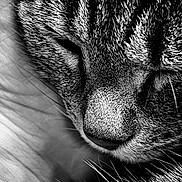 Poupette participe au concours pour gagner de l'argent avec cette photo : cat, close_up, black_and_white, fur, whiskers, sleeping, face, animal, pet, texture, portrait, peaceful, serene, macro, detail, nose, eyes_closed, soft, calm, feline