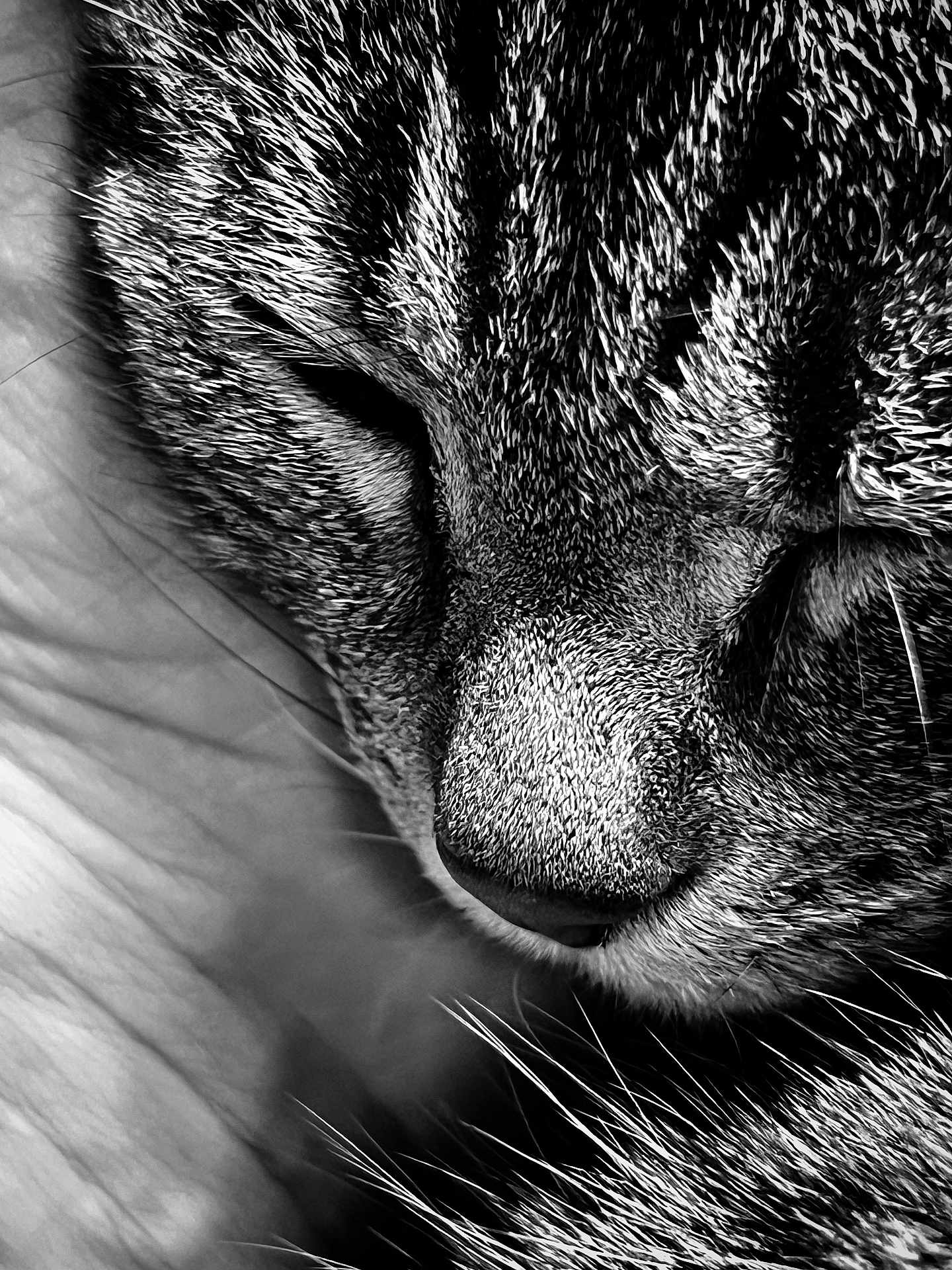 Poupette participe au concours pour gagner de l'argent avec cette photo : cat, close_up, black_and_white, fur, whiskers, sleeping, face, animal, pet, texture, portrait, peaceful, serene, macro, detail, nose, eyes_closed, soft, calm, feline