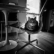 Poupette participe au concours pour gagner de l'argent avec cette photo : black_and_white, calm, cat, chair, curious, door, flooring, home, indoor, interior, metal_frame, modern_furniture, monochrome, natural_light, pet, quiet, seated, tabby_cat, window, wooden_floor